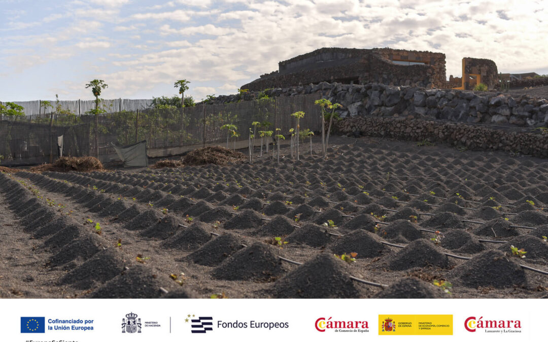 Finca Chinijo
